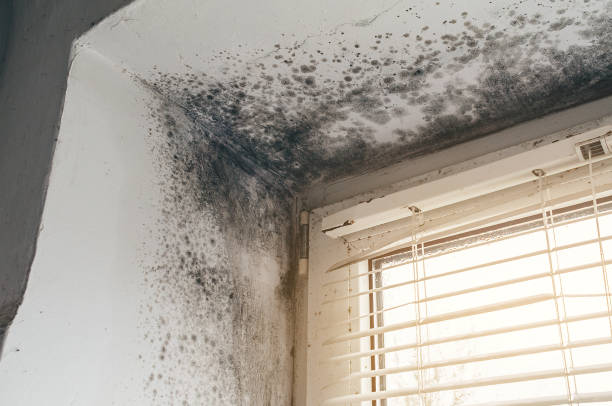 Affordable Mold Remediation solutions in Curwensville, PA