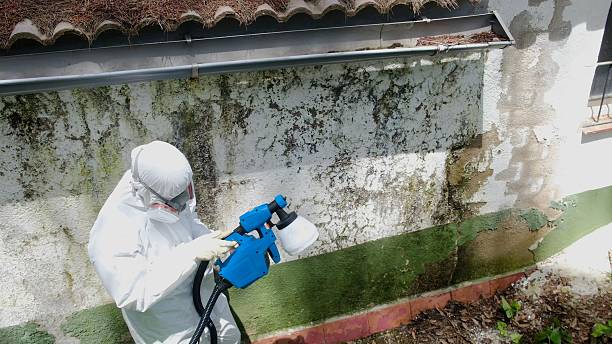 Trusted Mold Remediation service in Curwensville, PA - Cheap Mold Removal